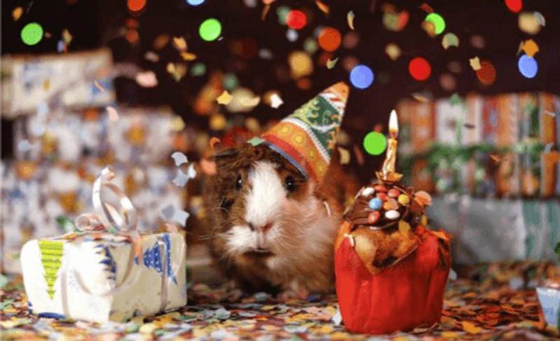 A guinea pig wearing a festive hat stands between a gift and a cupcake with confetti in the background.
