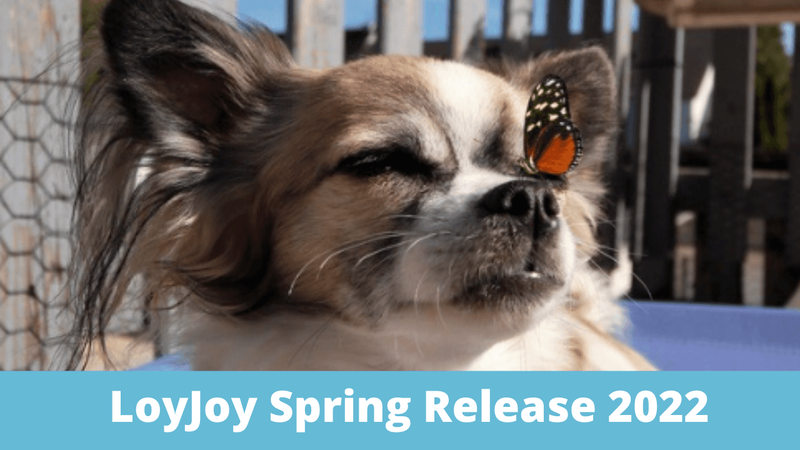 A small dog with a Butterfly on its Nose and the caption: "LoyJoy Spring Release 2022".