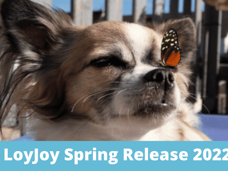 A small dog with a Butterfly on its Nose and the caption: "LoyJoy Spring Release 2022".